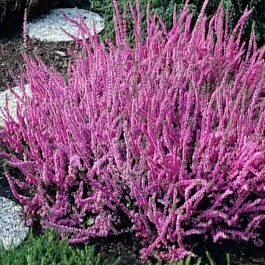 Вереск обыкновенный Elsie Purnell