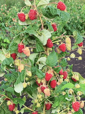 Малина ремонтантная Сказочный Конь