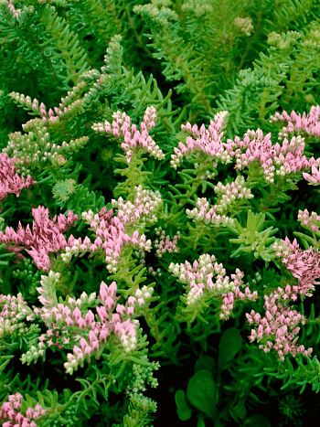 Очиток красивый Sea Star