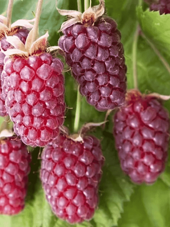 Ежемалина гибридная Loganberri