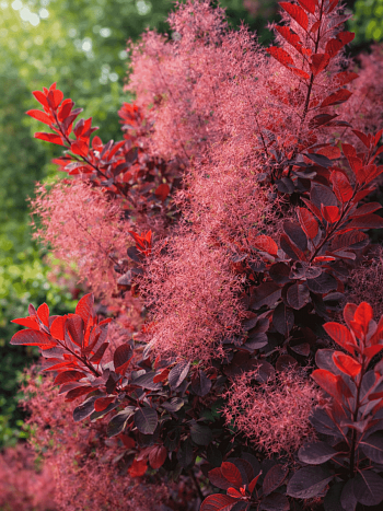 Скумпия кожевенная Grace