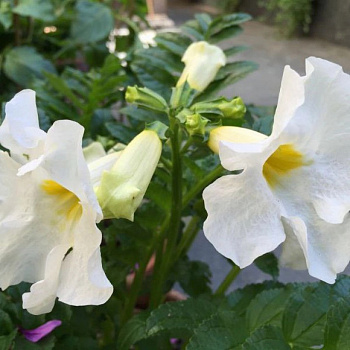 Инкарвиллея Делавея Сноутоп