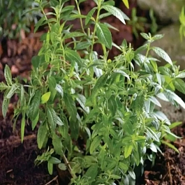 Липпия лимонная Limoncello