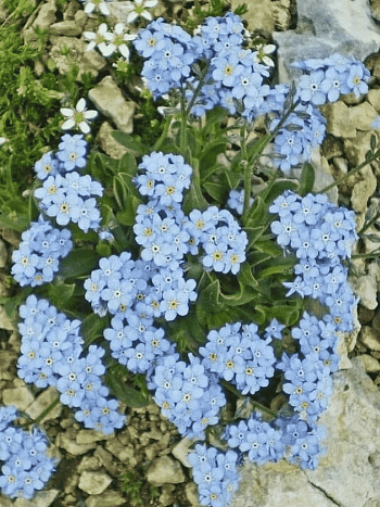 Незабудка альпийская Victoria Hellblau