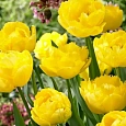 Тюльпан Exotic Sun