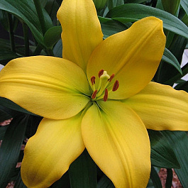 Лилия ла-гибрид Нэшвилл