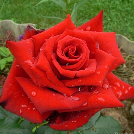 Роза плетистая Энна Хакнес Клайминг