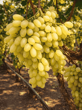 Виноград культурный Столетие