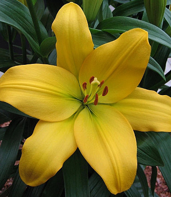 Лилия ла-гибрид Нэшвилл Лилия ла-гибрид Нэшвилл