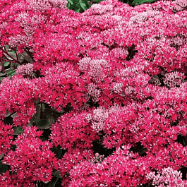 Очиток большой Seduction Leaves  Rose