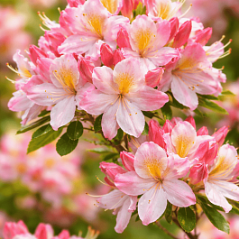 Азалия крупноцветковая Satomi