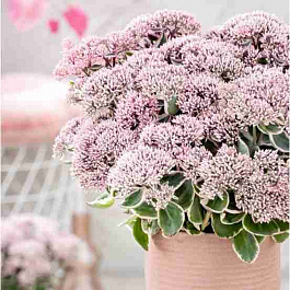Очиток телефиум La Vie en Rose