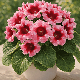 Глоксиния Avanti Peach Rose