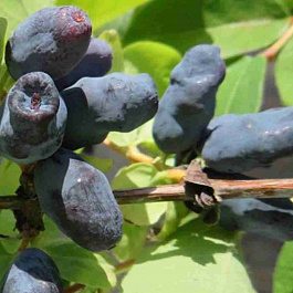 Жимолость японская Тана