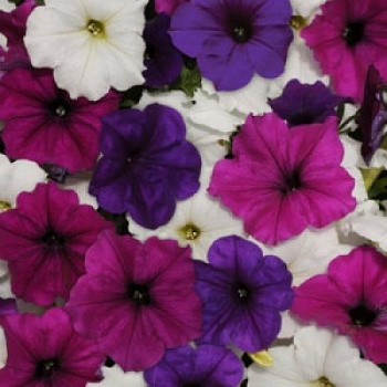 Петуния ампельная Саксесс Твайлайт Микс