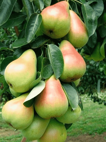 Груша Г-2 (колоновидная)