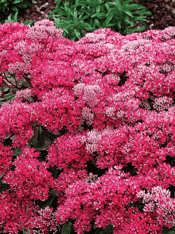 Очиток большой Seduction Leaves  Rose