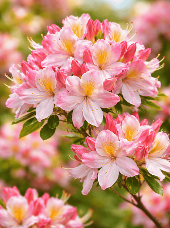 Азалия крупноцветковая Satomi