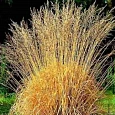 Молиния тростниковая Windspiel
