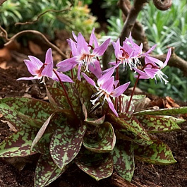 Кандык европейский