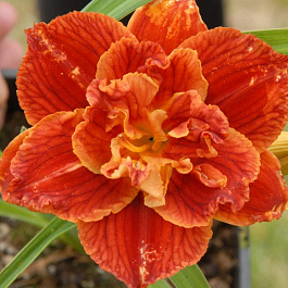 Лилейник гибридный Даблишес НАБОР 2ШТ (1+1)