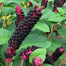 Фитолакка американская