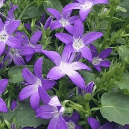 Колокольчик Пожарского Stella