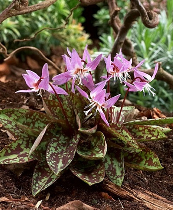 Кандык европейский