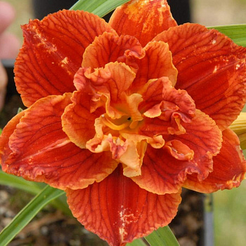 Лилейник гибридный Даблишес НАБОР 2ШТ (1+1)