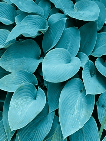 Хоста Halcyon