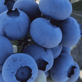 Голубика высокорослая Duke