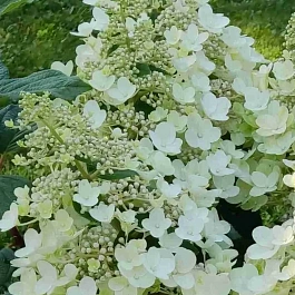 Гортензия метельчатая Bee Happy