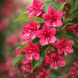 Вейгела Evita