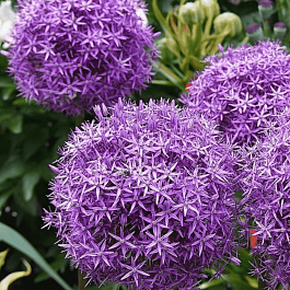 Лук декоративный Gladiator