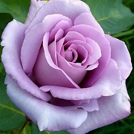 Роза плетистая Клайминг Блю Мун