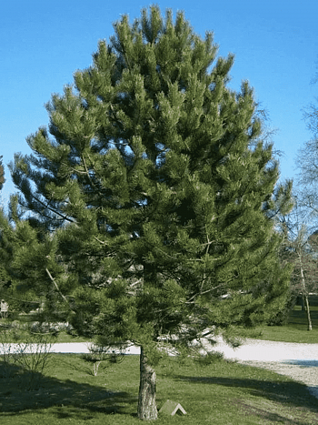 Сосна чёрная австрийская