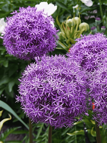 Лук декоративный Gladiator