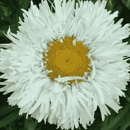 Нивяник наибольший Laspider