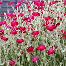 Лихнис корончатый