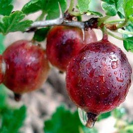 Крыжовник Русский