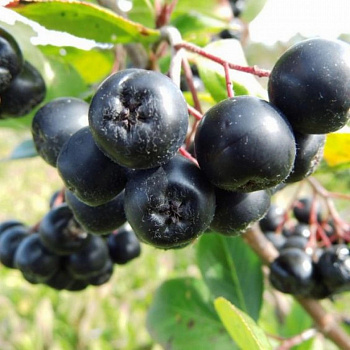 Арония черноплодная Амит