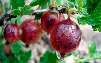 Крыжовник Русский