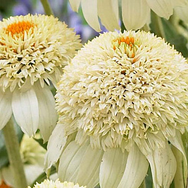 Эхинацея пурпурная Милкшейк Эхинацея пурпурная Милкшейк