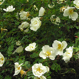 Роза колючейшая