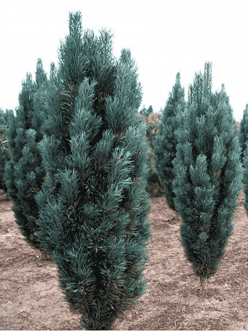 Сосна чёрная Fastigiata