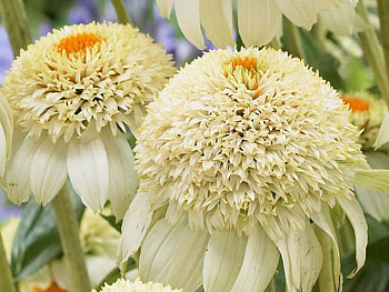 Эхинацея пурпурная Милкшейк