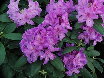 Рододендрон гибридный Purpureum Grandiflorum