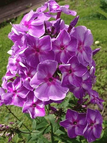 Флокс Шторм