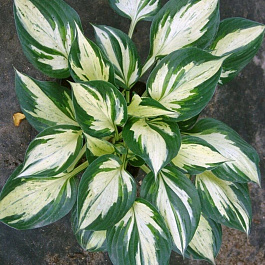 Хоста гибридная Пасфайндер