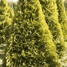 Туя  западная Aurescens